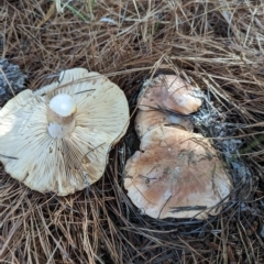 zz agaric (stem; gills white/cream) at Coombs, ACT - 28 Apr 2023