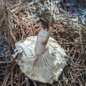 zz agaric (stem; gills white/cream) at Coombs, ACT - 28 Apr 2023