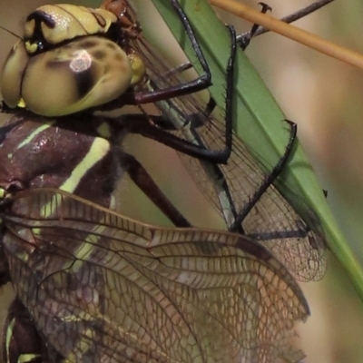 Coenagrionidae sp. (family) (Unidentified damselfly) at Top Hut TSR - 15 Jan 2022 by AndyRoo