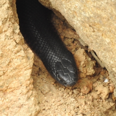 Pseudechis porphyriacus (Red-bellied Black Snake) at Cooleman Ridge - 27 Apr 2023 by HelenCross