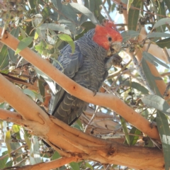 Callocephalon fimbriatum (Gang-gang Cockatoo) at Cooleman Ridge - 28 Apr 2023 by HelenCross