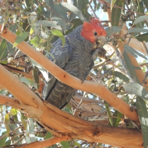 Callocephalon fimbriatum at Chapman, ACT - suppressed