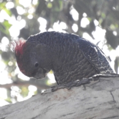 Callocephalon fimbriatum at Chapman, ACT - suppressed