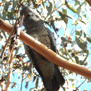 Callocephalon fimbriatum at Chapman, ACT - suppressed