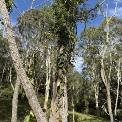 Parsonsia straminea (Common Silkpod) at Kangaroo Valley, NSW - 27 Apr 2023 by lbradley