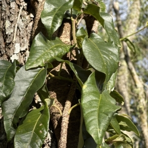 Parsonsia straminea at Kangaroo Valley, NSW - suppressed