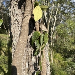 Parsonsia straminea at Kangaroo Valley, NSW - suppressed