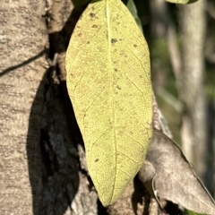 Parsonsia straminea at Kangaroo Valley, NSW - suppressed