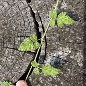 Rubus parvifolius at Kangaroo Valley, NSW - 27 Apr 2023