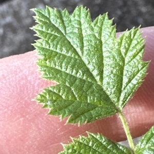 Rubus parvifolius at Kangaroo Valley, NSW - suppressed