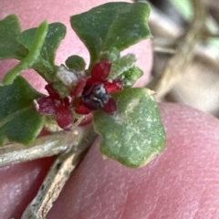 Einadia hastata (Berry Saltbush) at Kangaroo Valley, NSW - 18 Apr 2023 by lbradleyKV