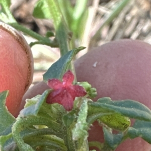 Einadia hastata at Kangaroo Valley, NSW - suppressed
