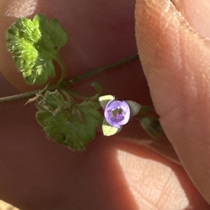 Veronica plebeia at Kangaroo Valley, NSW - suppressed