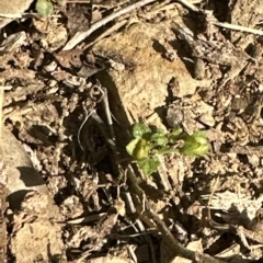 Veronica plebeia at Kangaroo Valley, NSW - suppressed