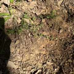 Veronica plebeia at Kangaroo Valley, NSW - suppressed