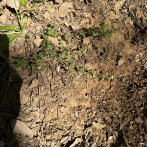 Veronica plebeia at Kangaroo Valley, NSW - suppressed