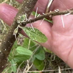 Solanum celatum at suppressed - 28 Apr 2023 by lbradleyKV