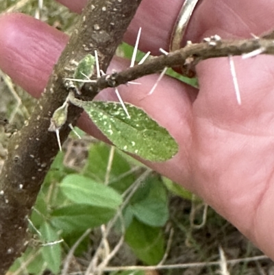 Solanum celatum at suppressed - 28 Apr 2023 by lbradleyKV