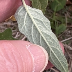 Solanum celatum at Kangaroo Valley, NSW - 28 Apr 2023