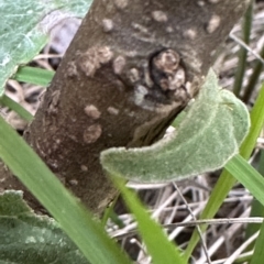 Solanum celatum at suppressed - 28 Apr 2023