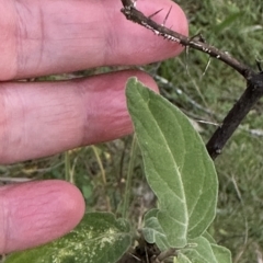 Solanum celatum at Kangaroo Valley, NSW - suppressed