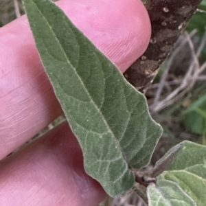 Solanum celatum at Kangaroo Valley, NSW - 28 Apr 2023