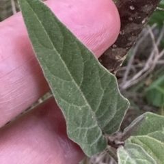 Solanum celatum at suppressed - 28 Apr 2023