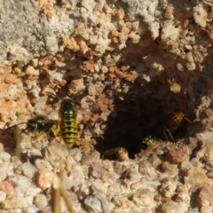 Vespula germanica (European Wasp, German Yellowjacket Wasp) at Tennent, ACT - 26 Apr 2023 by Christine