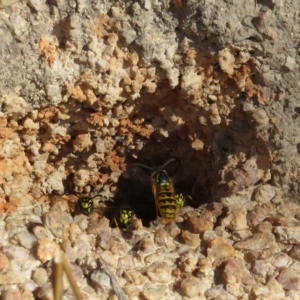 Vespula germanica at Tennent, ACT - 26 Apr 2023