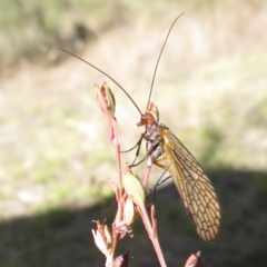 Chorista australis (Autumn scorpion fly) at Piney Ridge - 27 Apr 2023 by Christine