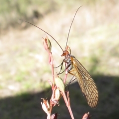 Chorista australis (Autumn scorpion fly) at Block 402 - 27 Apr 2023 by Christine