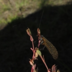 Chorista australis at Stromlo, ACT - 27 Apr 2023