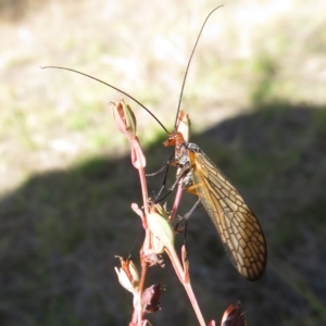 Chorista australis at Stromlo, ACT - 27 Apr 2023