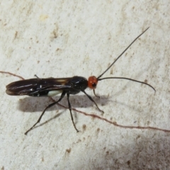 Callibracon capitator (White Flank Black Braconid Wasp) at Block 402 - 27 Apr 2023 by Christine