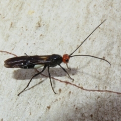 Callibracon capitator (White Flank Black Braconid Wasp) at Stromlo, ACT - 27 Apr 2023 by Christine