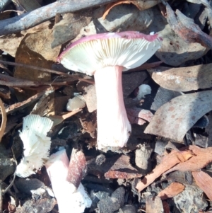 Russula sp. (genus) at Aranda, ACT - 28 Apr 2023