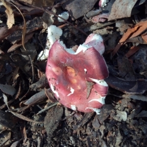 Russula sp. (genus) at Aranda, ACT - 28 Apr 2023