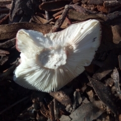 Russula sp. (genus) at Aranda, ACT - 28 Apr 2023