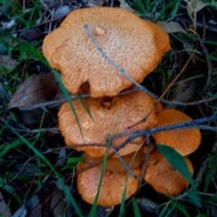 Gymnopilus junonius (Spectacular Rustgill) at Aranda, ACT - 28 Apr 2023 by PandaLemon