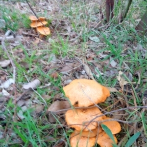 Gymnopilus junonius at Aranda, ACT - 28 Apr 2023 04:43 PM