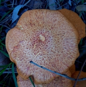 Gymnopilus junonius at Aranda, ACT - 28 Apr 2023