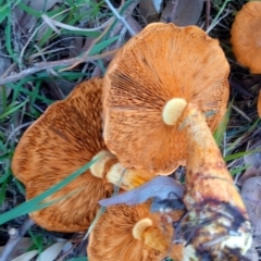 Gymnopilus junonius at Aranda, ACT - 28 Apr 2023