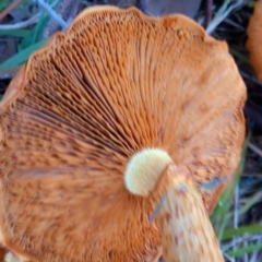 Gymnopilus junonius at Aranda, ACT - 28 Apr 2023