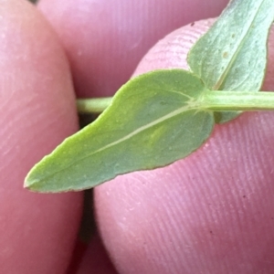 Hypericum gramineum at Kangaroo Valley, NSW - 6 Mar 2023