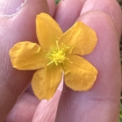 Hypericum gramineum at Kangaroo Valley, NSW - 6 Mar 2023