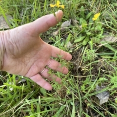 Hypericum gramineum at Kangaroo Valley, NSW - 6 Mar 2023