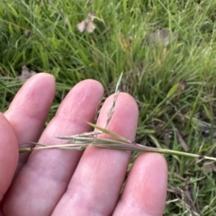Cymbopogon refractus (Barbed-wire Grass) at Kangaroo Valley, NSW - 5 Mar 2023 by lbradleyKV