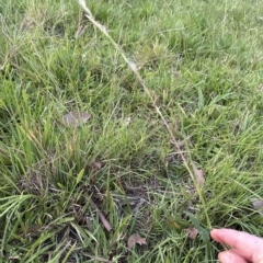 Cymbopogon refractus at Kangaroo Valley, NSW - suppressed