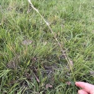 Cymbopogon refractus at Kangaroo Valley, NSW - suppressed