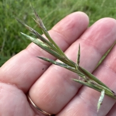 Cymbopogon refractus at Kangaroo Valley, NSW - suppressed